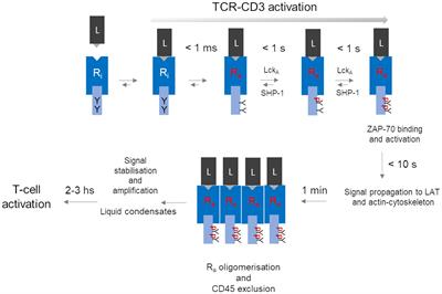 T-cell virtuosity in ‘‘knowing thyself”